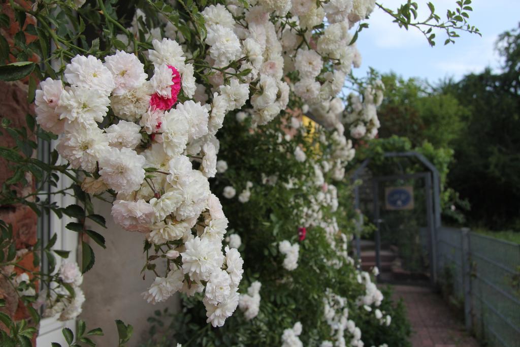 No.31 B&B Im Rosengarten Kapellen-Drusweiler エクステリア 写真